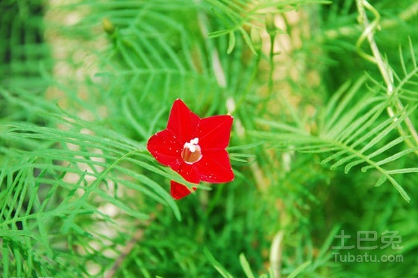 五角星花图片与种植介绍