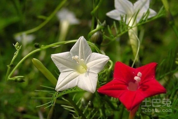 五角星花图片与种植介绍