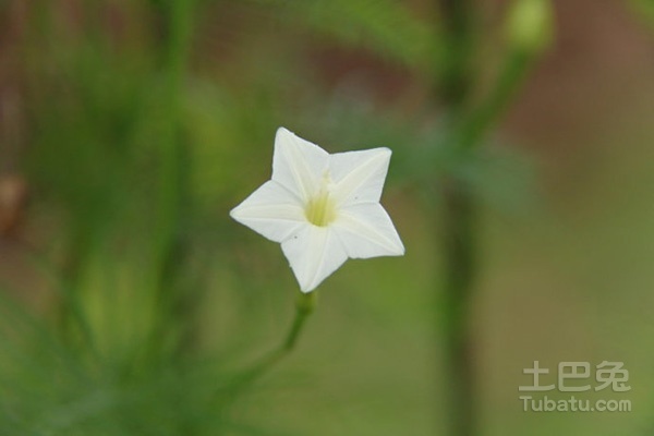 五角星花图片与种植介绍