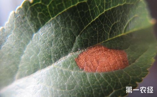 苹果轮斑病的症状识别与综合防治