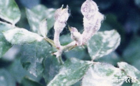 月季白粉病用什么药？怎样防治月季白粉病？