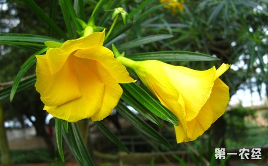 夹竹桃花有几种颜色？白色夹竹桃花是变种吗？