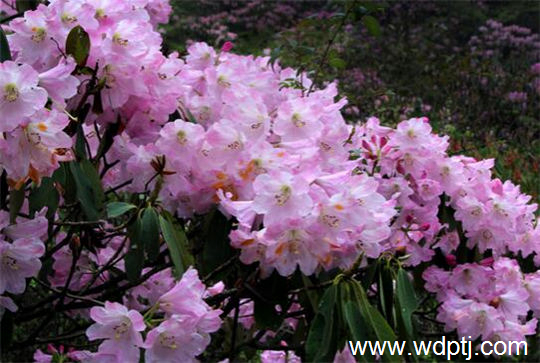 马银花盆景的制作与养护方法