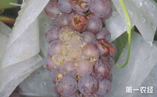 葡萄灰霉病如何防治？葡萄灰霉病防治方法