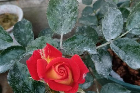花叶上有白色发粘的东西怎么办