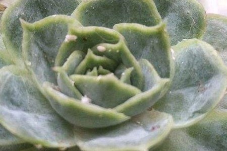 花叶上有白色发粘的东西怎么办