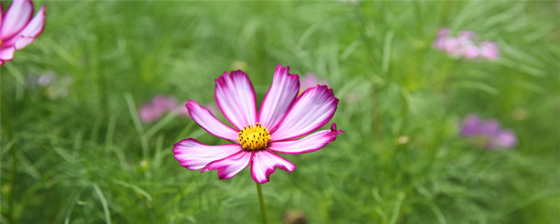 花叶发黄怎么办