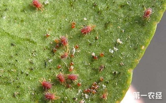 鱼腥草病虫害怎么防治？鱼腥草常见病虫害的防治方法