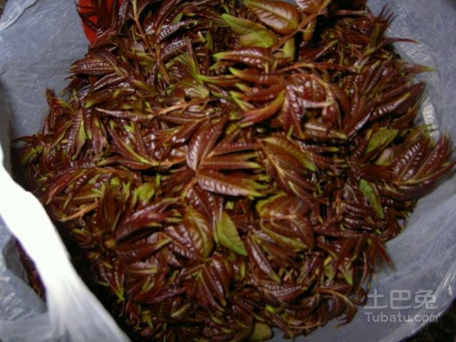 香椿树图片及介绍