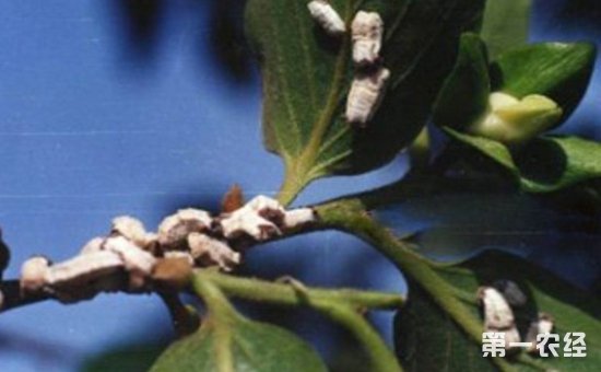 树虱怎么防治？树虱的为害症状和防治方法