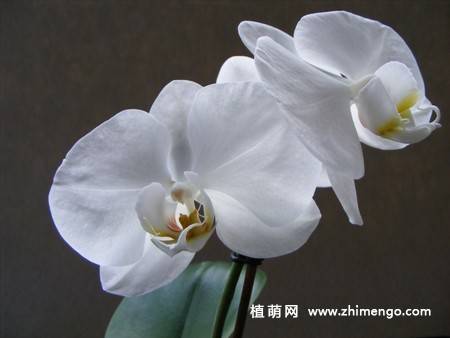 15张高清蝴蝶兰花图片