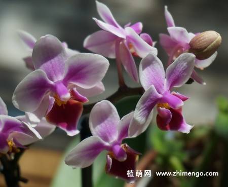 15张高清蝴蝶兰花图片