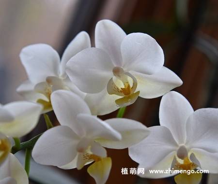 15张高清蝴蝶兰花图片