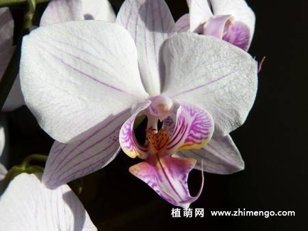 15张高清蝴蝶兰花图片