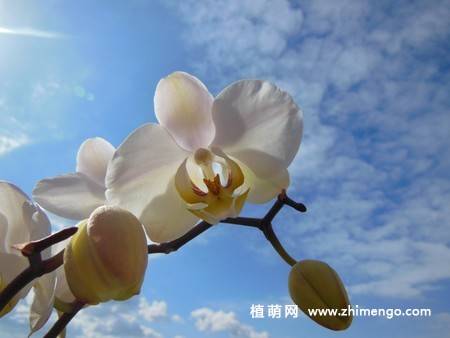 15张高清蝴蝶兰花图片