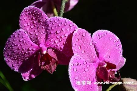 15张高清蝴蝶兰花图片