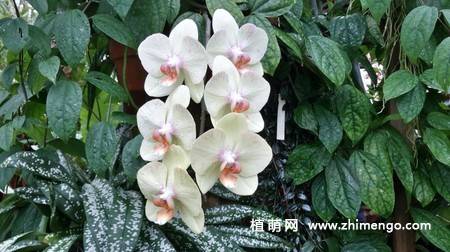 15张高清蝴蝶兰花图片