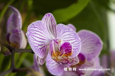15张高清蝴蝶兰花图片