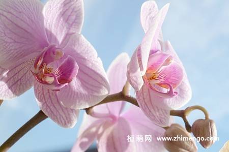 15张高清蝴蝶兰花图片