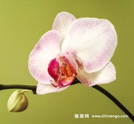 15张高清蝴蝶兰花图片