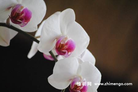 15张高清蝴蝶兰花图片