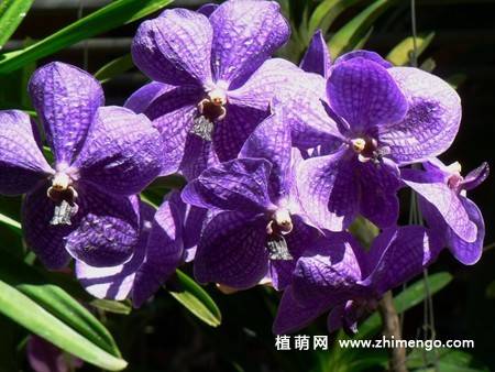 15张高清蝴蝶兰花图片