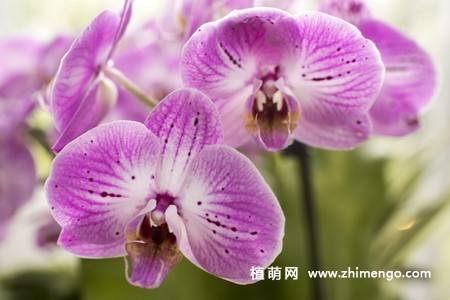 15张高清蝴蝶兰花图片