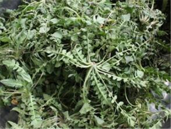 芨芨菜的功效作用禁忌 抗癌第一的野菜是什么