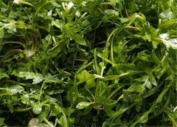 芨芨菜的功效作用禁忌 抗癌第一的野菜是什么