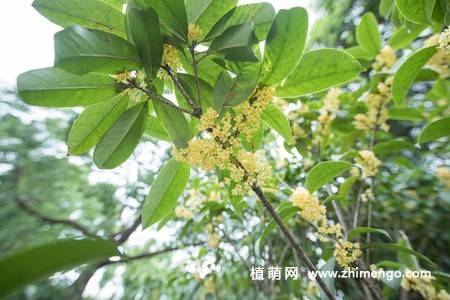 13张金色桂花图片