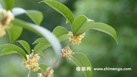 13张金色桂花图片