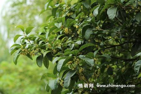 13张金色桂花图片