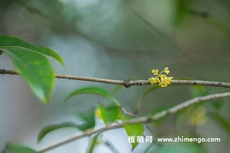 13张金色桂花图片