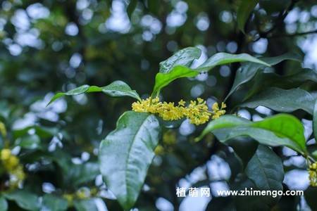 13张金色桂花图片