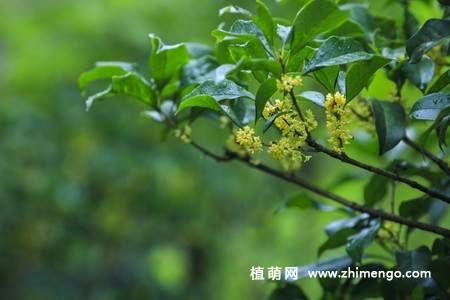 13张金色桂花图片