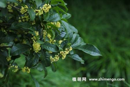 13张金色桂花图片