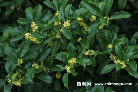 13张金色桂花图片