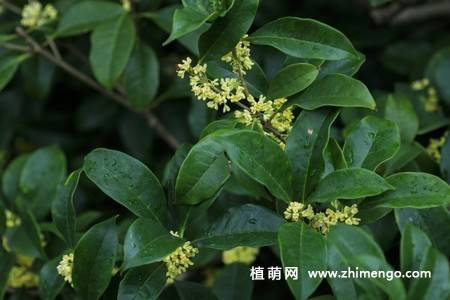 13张金色桂花图片