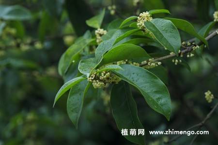 13张金色桂花图片