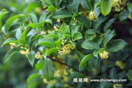 13张金色桂花图片