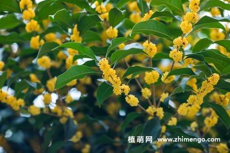 13张金色桂花图片