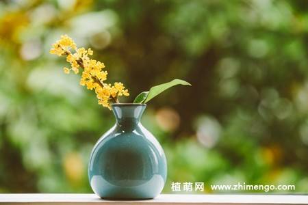 13张金色桂花图片