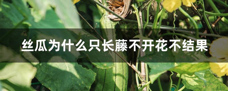 丝瓜为什么只长藤不开花不结果