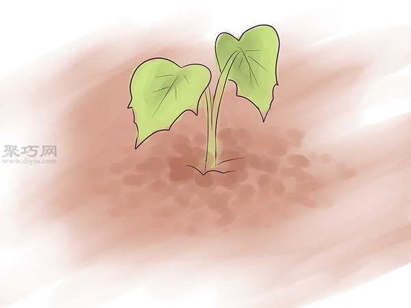 如何种植红薯 教你种植红薯教程