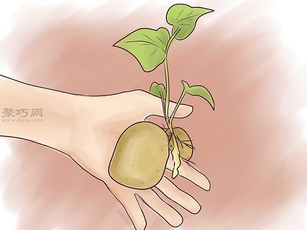 如何种植红薯 教你种植红薯教程