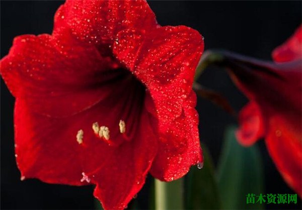 鹤顶红花有毒吗怎么养 鹤顶红几月份开花花语是什么