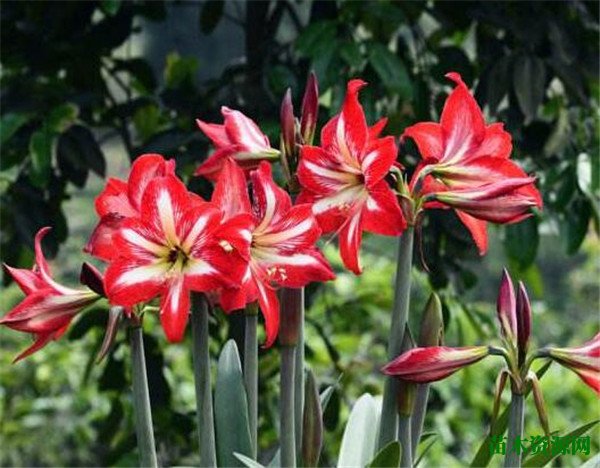 鹤顶红花有毒吗怎么养 鹤顶红几月份开花花语是什么