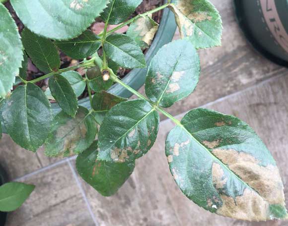 醋能杀死红蜘蛛吗