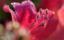 杜鹃花红蜘蛛防治