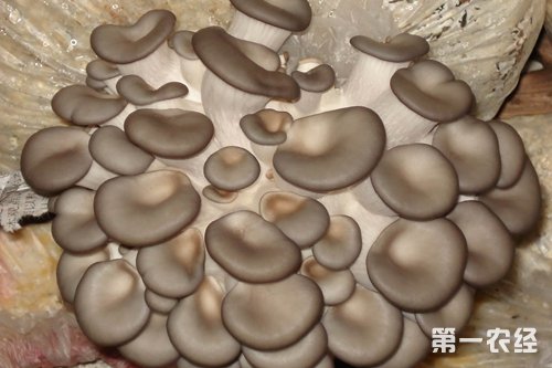 畸形菇主要类型有：